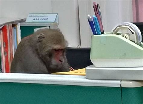 猴子辦公 公司養烏龜
